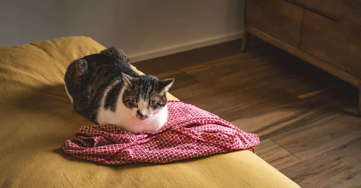 découvrez notre assurance pour chats, qui offre une protection complète pour la santé de votre compagnon félin. protégez-vous des frais vétérinaires imprévus et assurez le bien-être de votre chat avec nos plans personnalisés. obtenez un devis gratuit dès aujourd'hui!