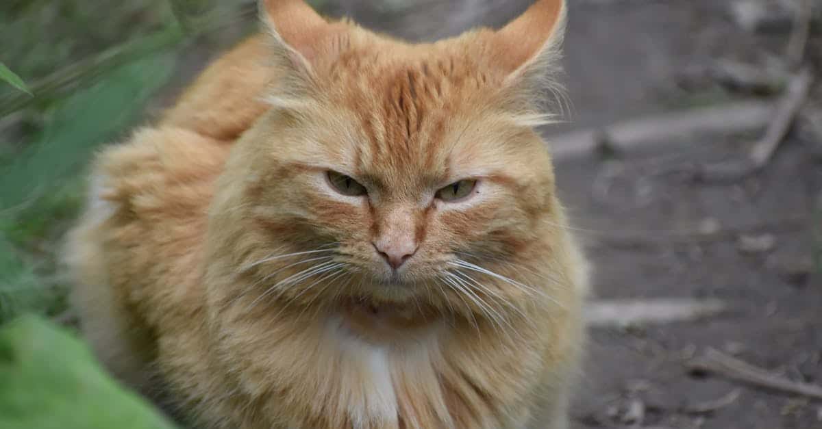 découvrez comment assurer votre chat avec des options adaptées à ses besoins. protégez votre compagnon félin contre les imprévus et accordez-vous une tranquillité d'esprit tout en lui offrant les meilleurs soins vétérinaires.