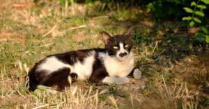 protégez votre compagnon félin avec une assurance pour chat adaptée à ses besoins. découvrez nos offres competitives pour garantir santé et bien-être à votre animal.