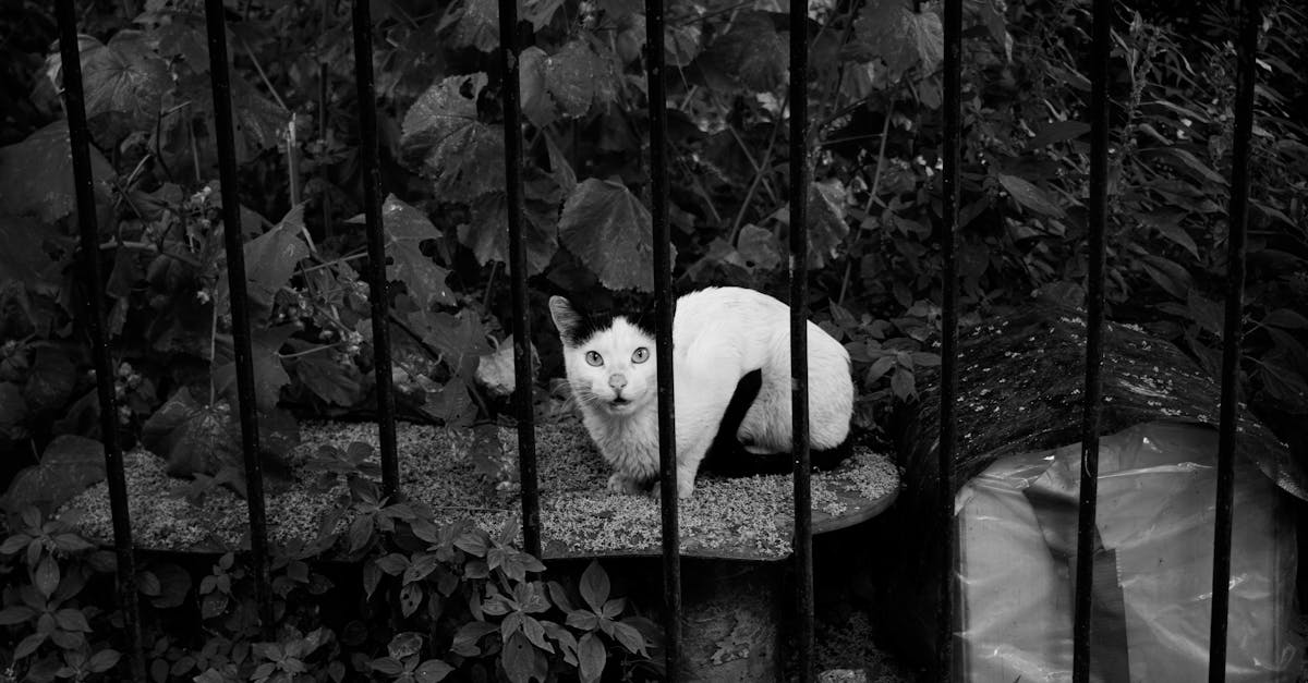 découvrez notre assurance pour chats qui vous offre une protection complète pour la santé de votre compagnon félin. protégez votre chat contre les imprévus tout en bénéficiant de garanties adaptées à vos besoins. obtenez un devis gratuit dès aujourd'hui!