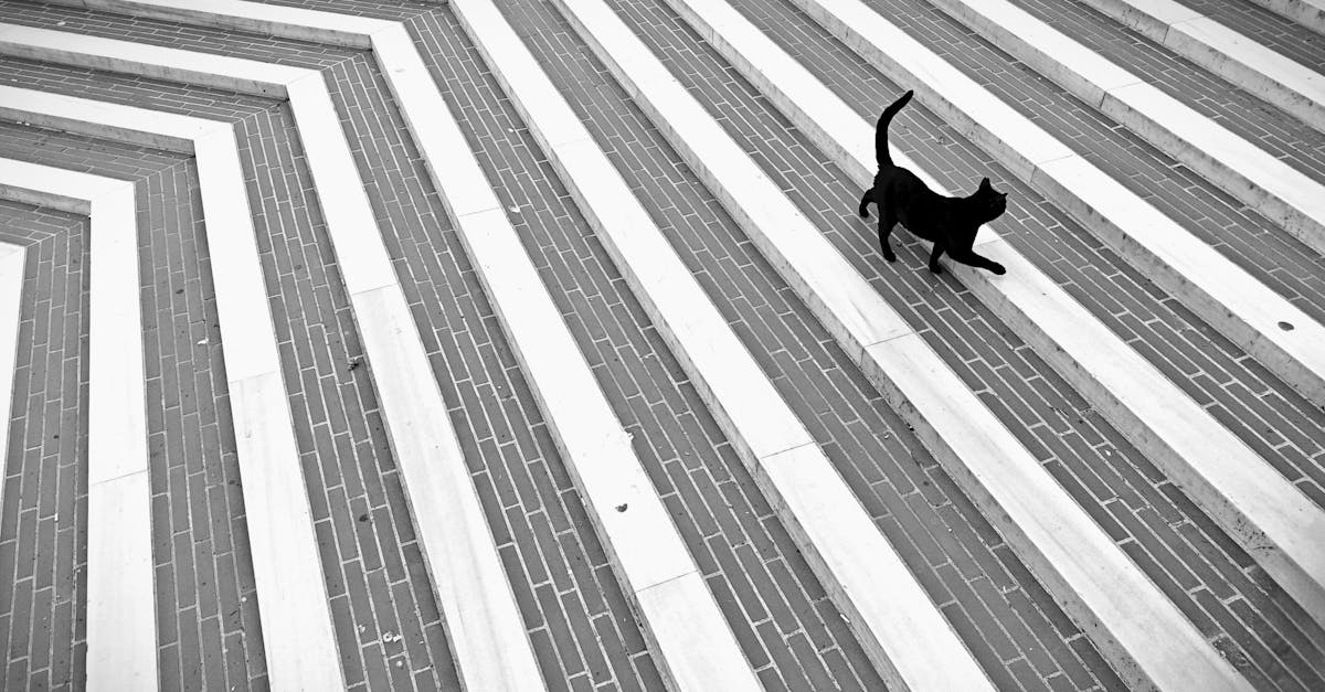 protégez votre compagnon félin avec une assurance pour chat adaptée à ses besoins. découvrez des options de couverture qui vous aideront à faire face aux imprévus de la santé et à garantir le bien-être de votre animal.