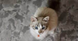 protégez votre félin avec une assurance chat adaptée à ses besoins. découvrez des offres compétitives pour couvrir les frais vétérinaires et offrir à votre compagnon à quatre pattes la sécurité qu'il mérite.