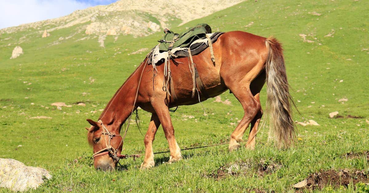 découvrez l'assurance équestre adaptée à vos besoins. protégez votre cheval, votre équipement et votre responsabilité civile avec des solutions sur mesure pour les passionnés d'équitation. assurez la sécurité de vos activités équestres en toute sérénité.