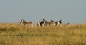 découvrez notre assurance équine sur mesure, conçue pour protéger votre cheval contre les imprévus.profitez d'une couverture complète adaptée à vos besoins et garantissez la sécurité et le bien-être de votre compagnon équin.