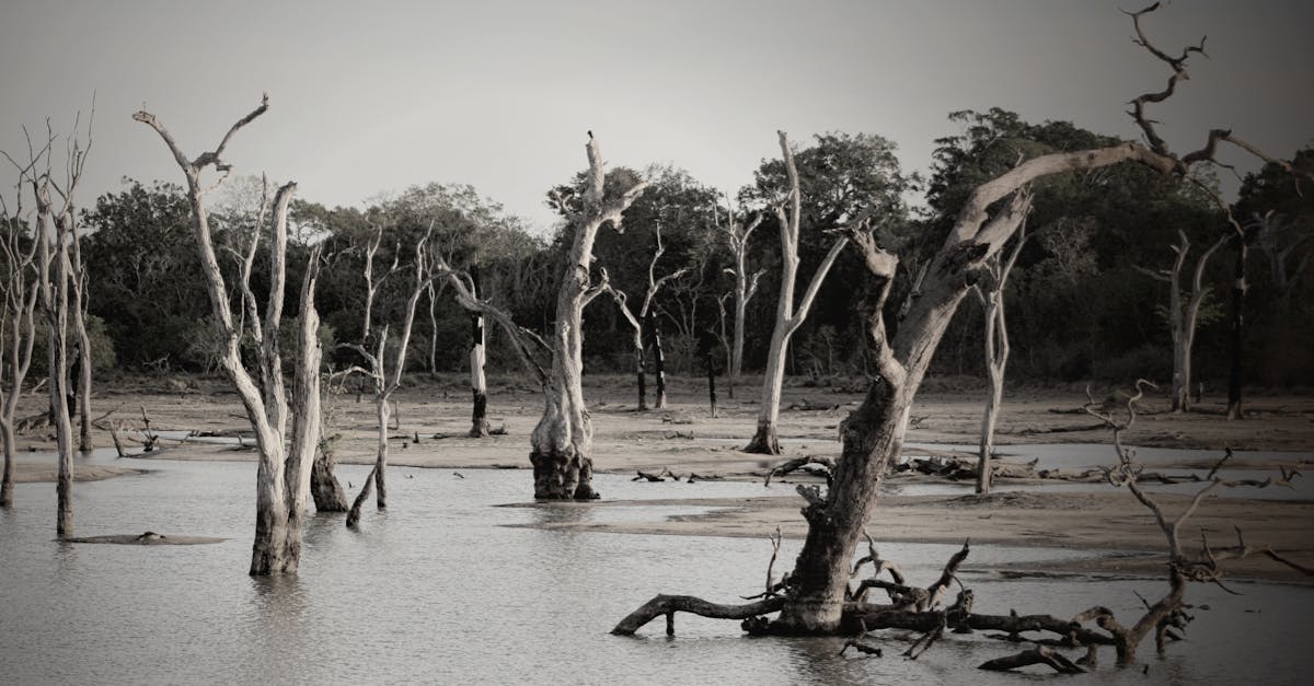 découvrez l'impact dévastateur des inondations, leur causes, leurs effets sur l'environnement et les communautés, ainsi que des conseils pour se préparer et se protéger face à ce phénomène naturel.