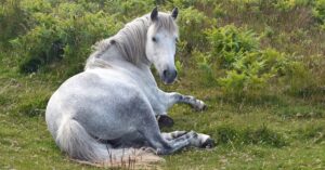 protégez votre cheval avec une assurance adaptée à ses besoins. découvrez nos offres d'assurance équine pour garantir la santé et le bien-être de votre compagnon à quatre pattes.