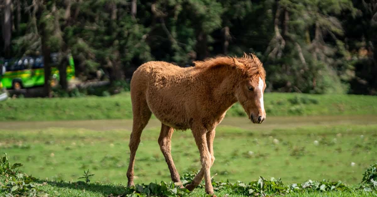 découvrez notre assurance cheval personnalisée, adaptée à vos besoins. protégez votre équidé contre les accidents, les maladies et les imprévus. obtenez un devis rapide et des conseils d'experts pour garantir le bien-être de votre cheval.