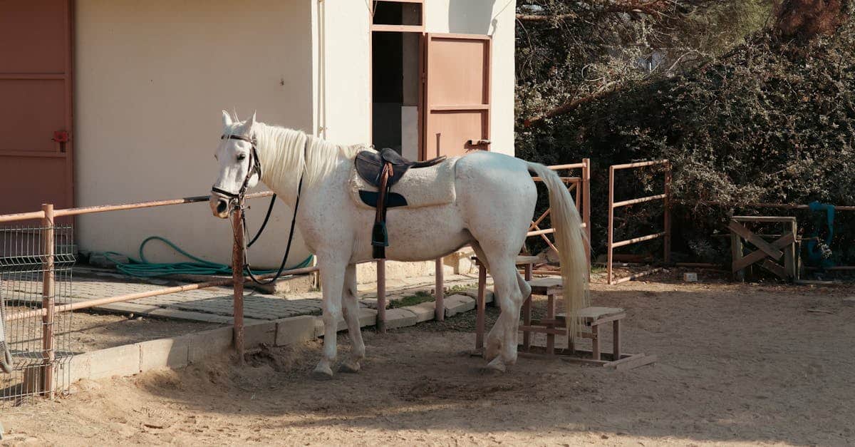 protégez votre cheval avec une assurance équine complète. découvrez nos options d'assurance pour chevaux qui garantissent leur santé et votre tranquillité d'esprit grâce à une couverture sur mesure. obtenez un devis gratuit dès aujourd'hui !