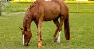 découvrez des solutions d'assurance pour chevaux adaptées à vos besoins. protégez votre équidé contre les risques financiers liés aux accidents, maladies et autres imprévus. obtenez des devis personnalisés et assurez la sécurité de votre compagnon équin.