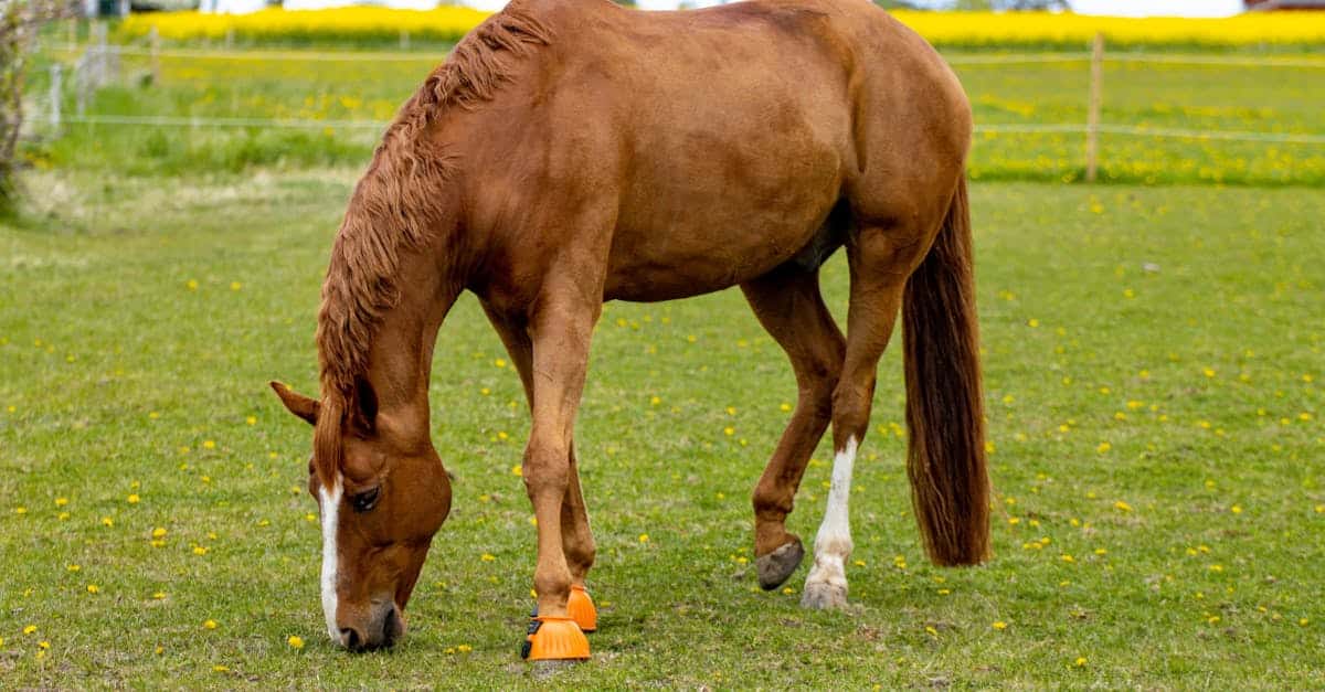 découvrez des solutions d'assurance pour chevaux adaptées à vos besoins. protégez votre équidé contre les risques financiers liés aux accidents, maladies et autres imprévus. obtenez des devis personnalisés et assurez la sécurité de votre compagnon équin.