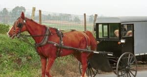 découvrez l'assurance chevaux qui protège votre équidé des imprévus. bénéficiez d'une couverture complète adaptée à vos besoins, incluant les soins vétérinaires, la responsabilité civile et plus encore. protégez votre passion équine en toute sérénité.