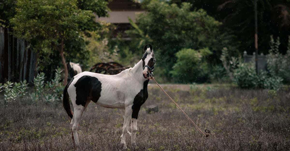 découvrez notre assurance pour chevaux, conçue pour protéger votre équidé des imprévus et garantir votre sérénité. bénéficiez d'une couverture adaptée aux besoins spécifiques de votre cheval, que ce soit pour les compétitions, les soins vétérinaires ou les accidents.