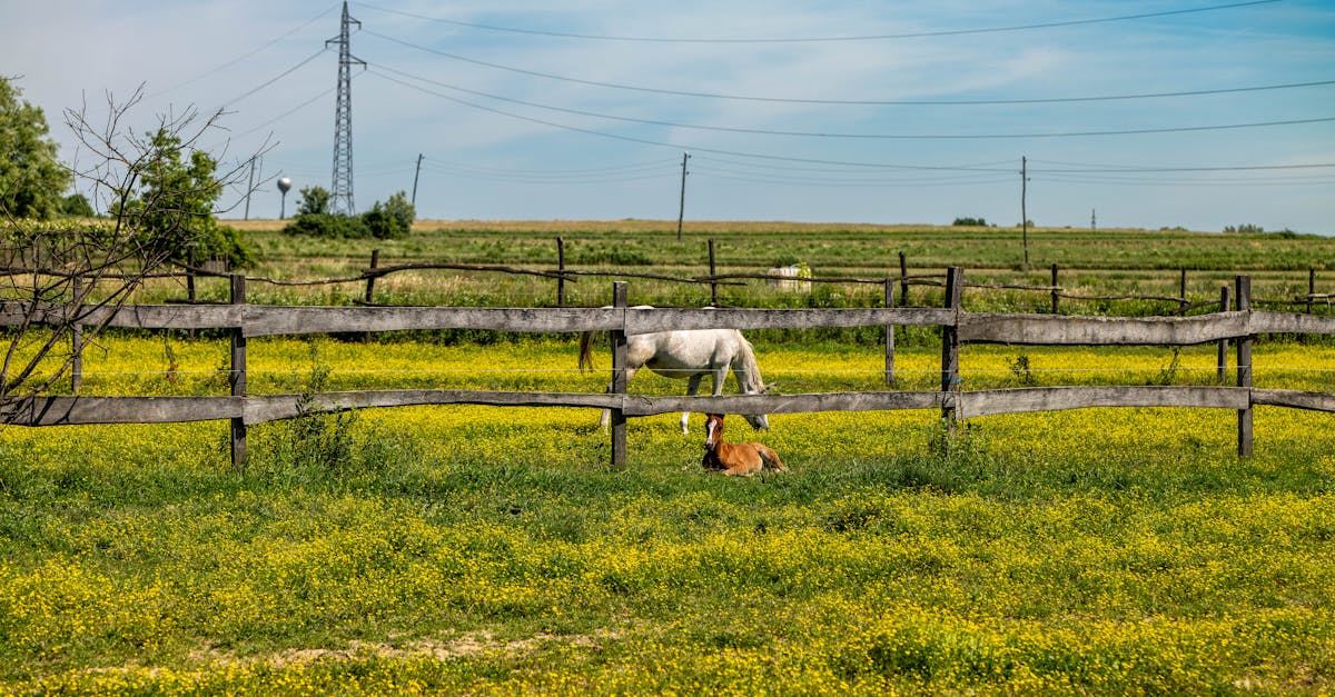 découvrez l'assurance pour cheval marwari, conçue spécifiquement pour protéger votre précieux équidé. protégez votre investissement avec des options de couverture adaptées à la santé et au bien-être de votre cheval.