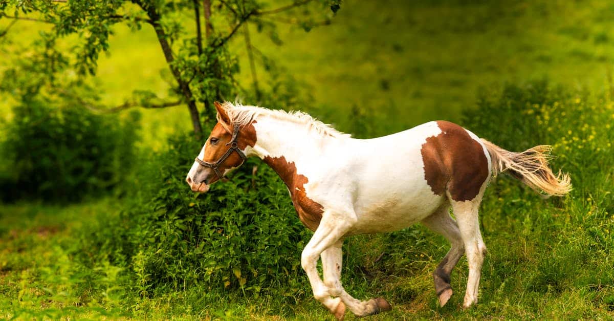 protégez votre cheval oldenburg grâce à notre assurance spécialisée. bénéficiez d'une couverture adaptée aux besoins de votre équidé, avec des options flexibles et des conseils d'experts pour garantir sa santé et sa sécurité. souscrivez dès maintenant pour une tranquillité d'esprit inégalée.