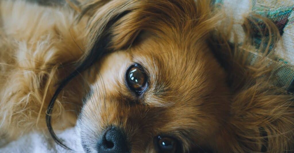 découvrez les meilleures options d'assurance pour animaux de compagnie. protégez votre fidèle compagnon des imprévus vétérinaires et bénéficiez de soins de qualité sans souci financier.