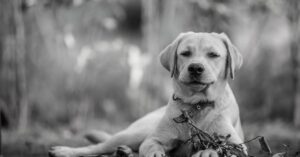 assurez la santé et le bien-être de votre compagnon à quatre pattes avec notre assurance pour animaux. découvrez des plans adaptés à vos besoins, comprenant des soins vétérinaires, des hospitalisations et bien plus encore. protégez votre fidèle ami et évitez les imprévus financiers grâce à nos solutions d'assurance abordables et complètes.