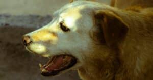 découvrez notre assurance animaux qui vous offre une couverture complète pour les frais vétérinaires de votre compagnon à quatre pattes. protégez votre animal de compagnie avec des plans d'assurance adaptés à vos besoins et à ceux de votre fidèle ami.