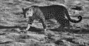 protégez votre félin unique avec une assurance pour chat savannah. obtenez des garanties sur la santé, les soins vétérinaires et les accidents, pour que votre compagnon à pattes soit en sécurité tout au long de sa vie.