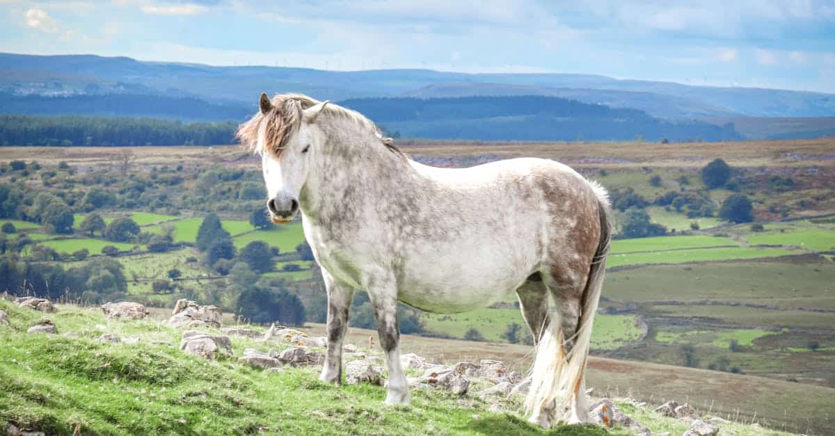 découvrez notre assurance dédiée aux chevaux welsh, offrant une protection complète pour votre équidé. bénéficiez d'une couverture adaptée à vos besoins et à ceux de votre cheval, pour une tranquillité d'esprit lors de vos activités équestres.