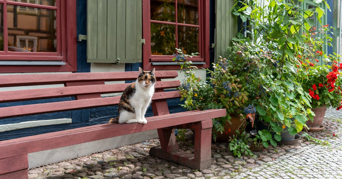 protégez la santé de votre compagnon à quatre pattes avec notre assurance animale. profitez de soins vétérinaires de qualité tout en réduisant vos frais grâce à nos plans accessibles et adaptés à vos besoins. assurez le bien-être de votre animal dès aujourd'hui!
