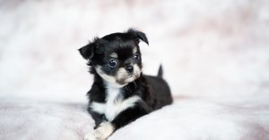 assurance pour animaux de compagnie : protégez chiens et chats contre accidents et maladies. devis rapide, tarifs abordables et remboursements rapides.