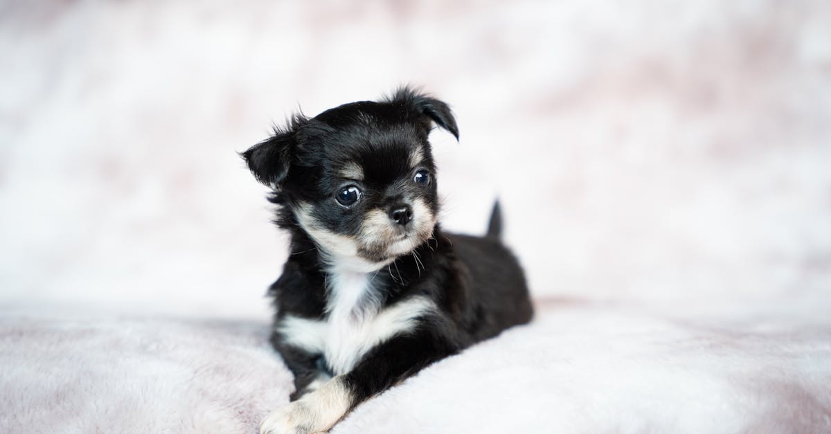 assurance pour animaux de compagnie : protégez chiens et chats contre accidents et maladies. devis rapide, tarifs abordables et remboursements rapides.