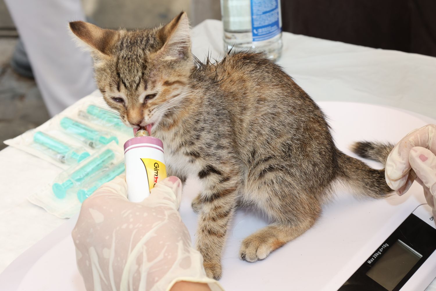 Stérilisation du chat : prix réel, et ce que l'assurance animaux rembourse